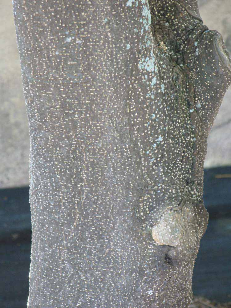            Bark (Winter Haven, FL)   